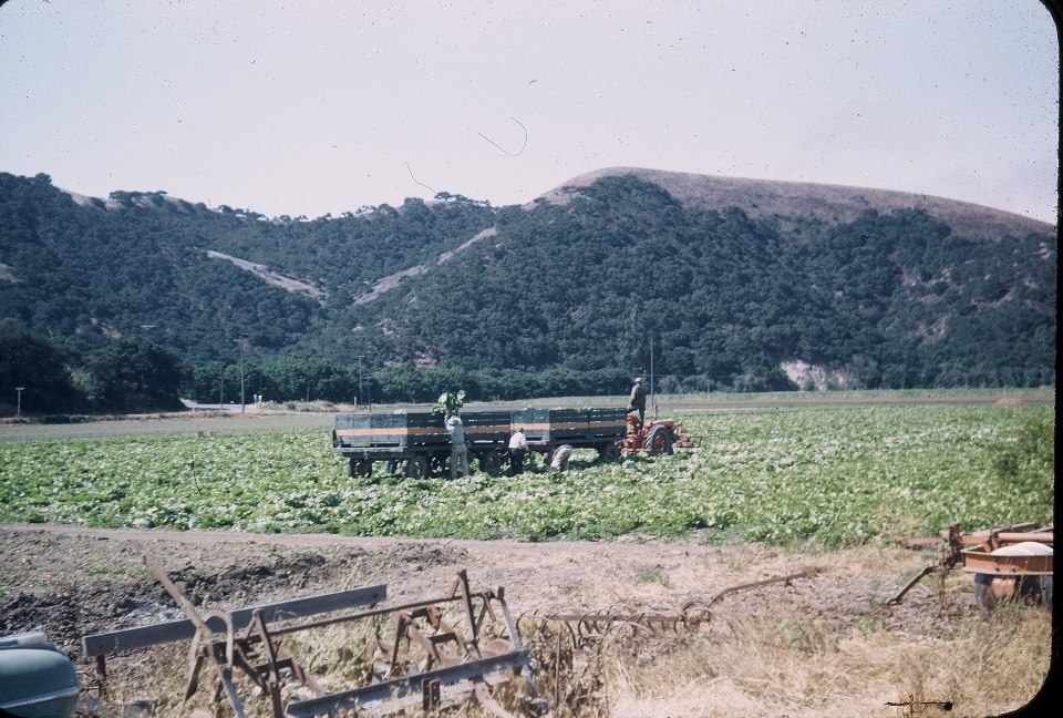 cutting celery