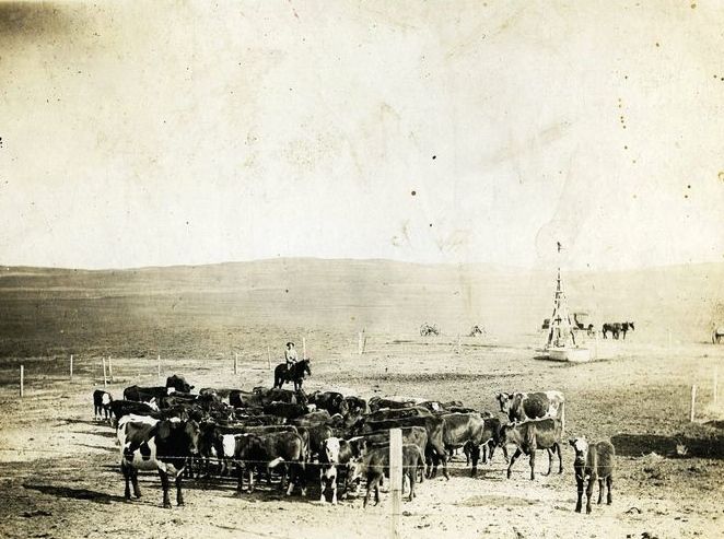 moving cattle Miramonte 1932