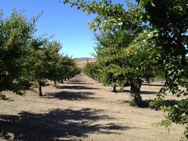 apricot trees orchard