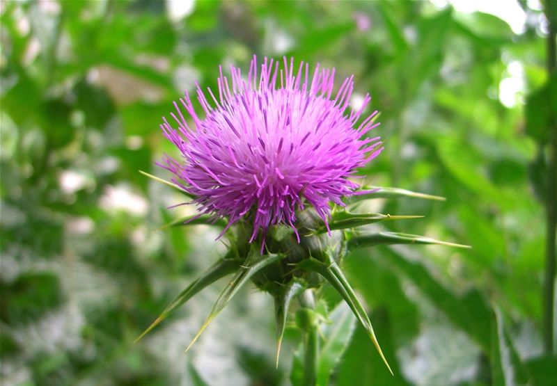 purplethistle